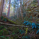 Green salamander habitat in an undisturbed, old-growth forest on Cumberland Mountain in Wise County, Virginia. (Courtesy of Walter H. Smith, the University of Virginia)